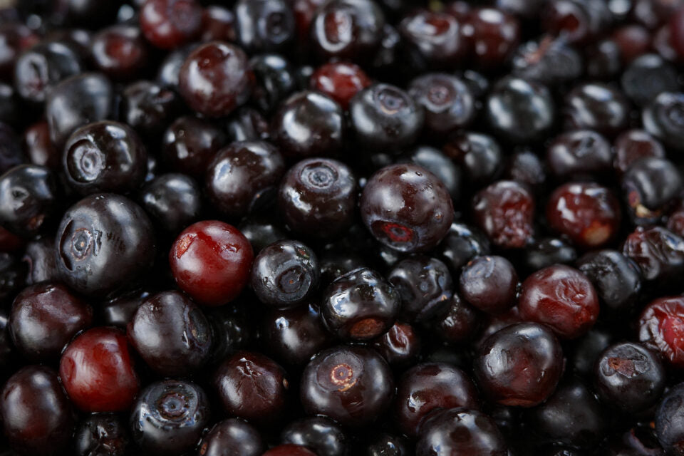 Wyld Sleep Elderberry Ratioed Gummies 10mg