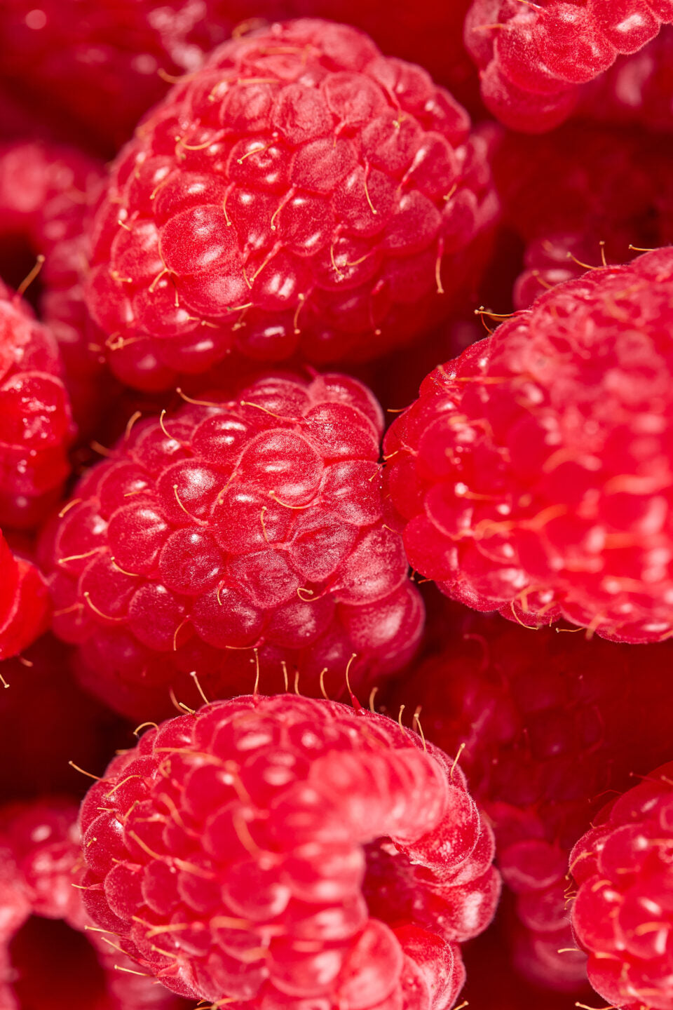 Wyld Active Raspberry Gummies 10mg