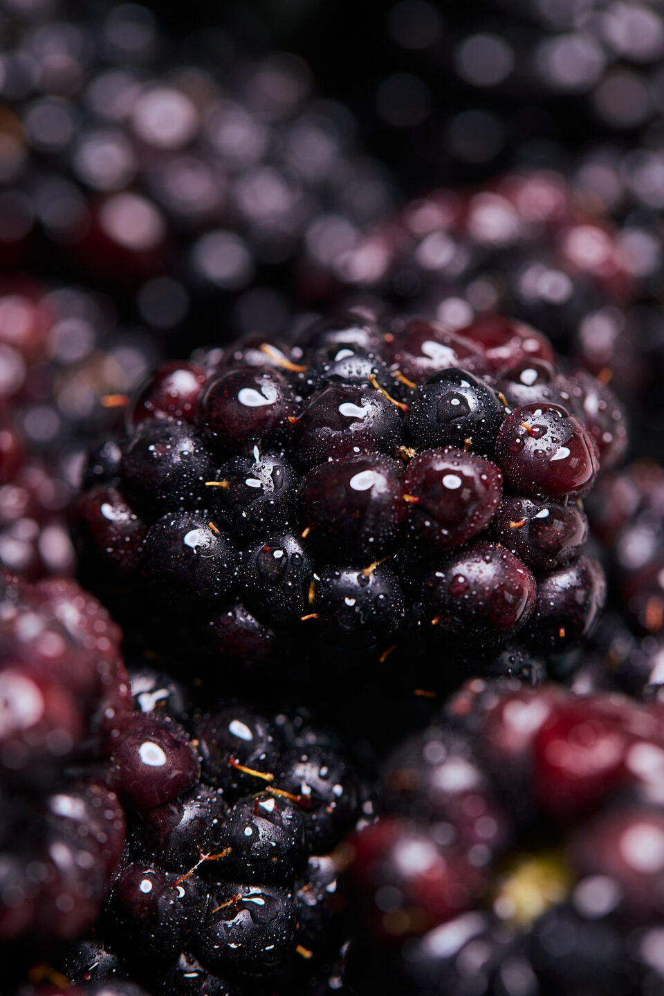 Wyld Mellow Marionberry Gummies 10mg