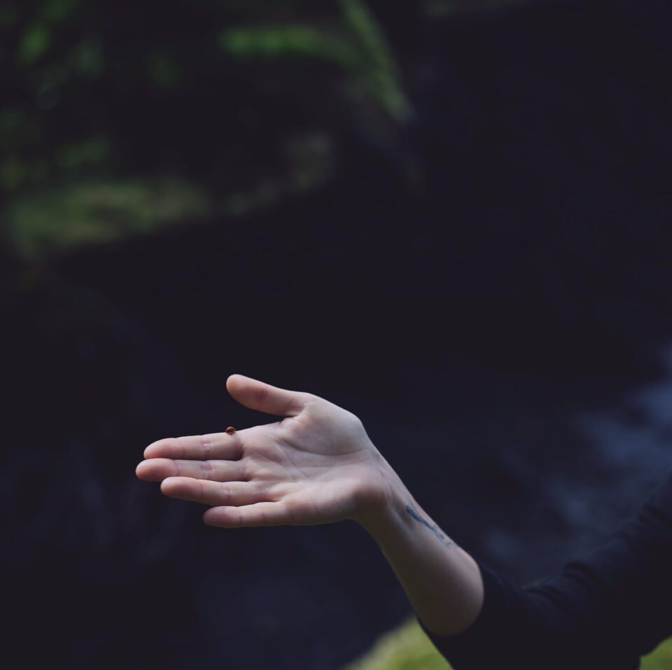 Wyld Mellow Marionberry Gummies 10mg